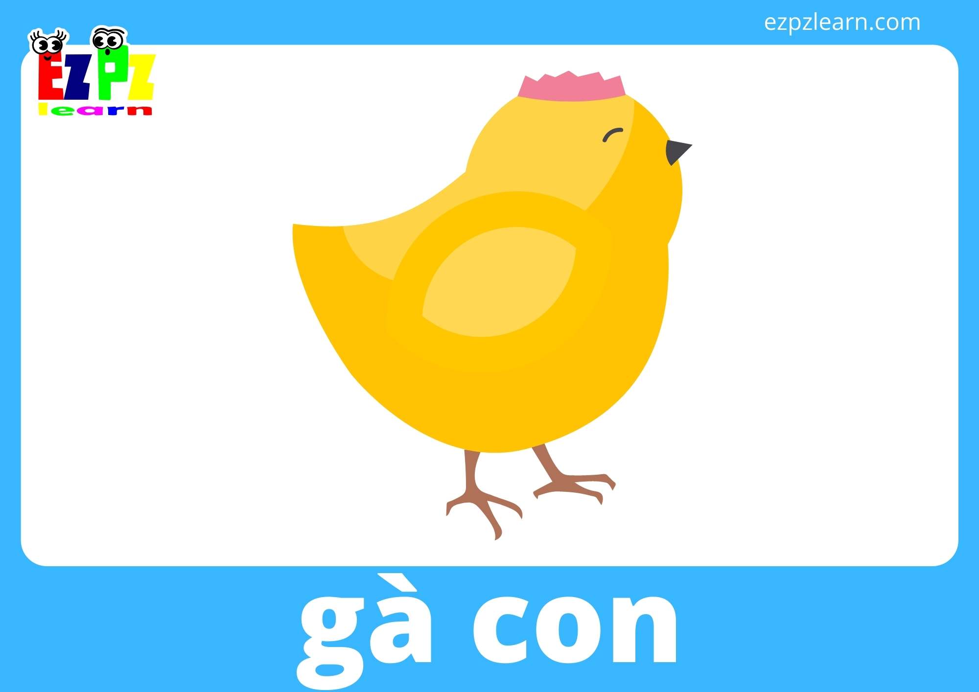 gà con